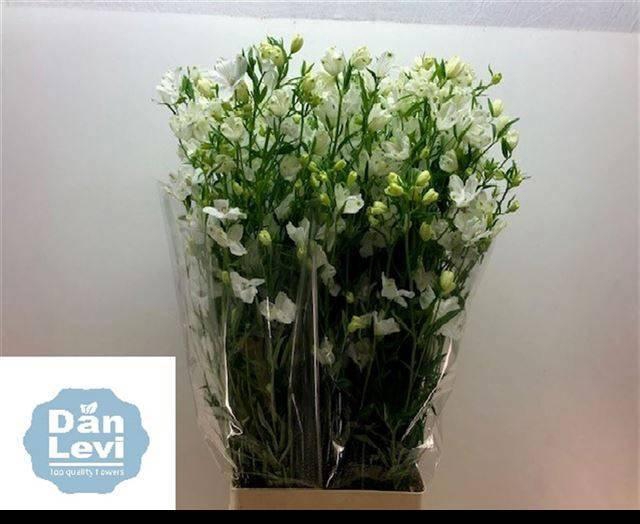 <h4>DELPH EN BE AN WHITE</h4>