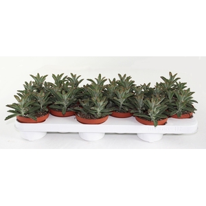 Kalanchoë Tomentosa Minor