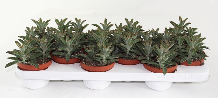 <h4>Kalanchoë Tomentosa Minor</h4>