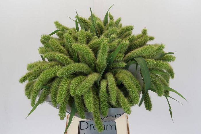 <h4>Setaria Italica Volle Melk</h4>