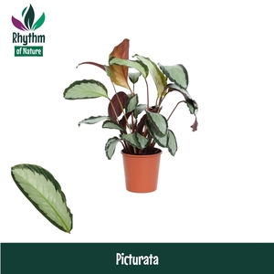 Calathea Picturata