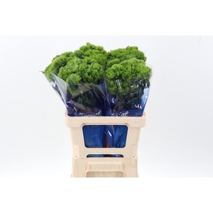 Di Green Trick 60cm  x10