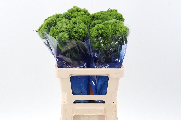 <h4>Di Green Trick 60cm  x10</h4>