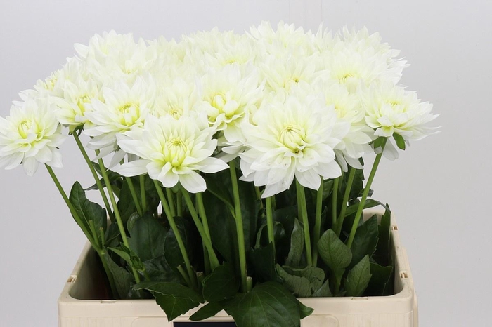 DAHLIA KARMA M. ZWAAN