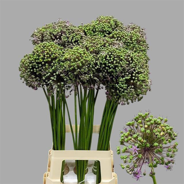 <h4>Allium seed pod (fresh)</h4>