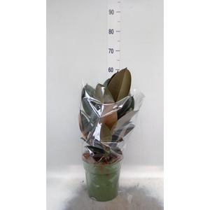 Ficus elastica 'Abidjan'