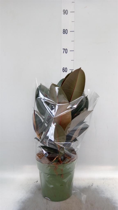 <h4>Ficus elastica 'Abidjan'</h4>