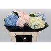 Hydrangea Premium Mix