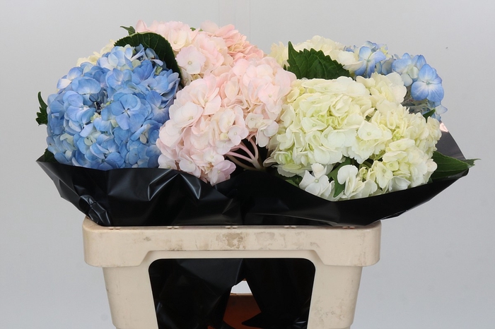 Hydrangea Premium Mix