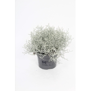 LEUCOPH BROWNII