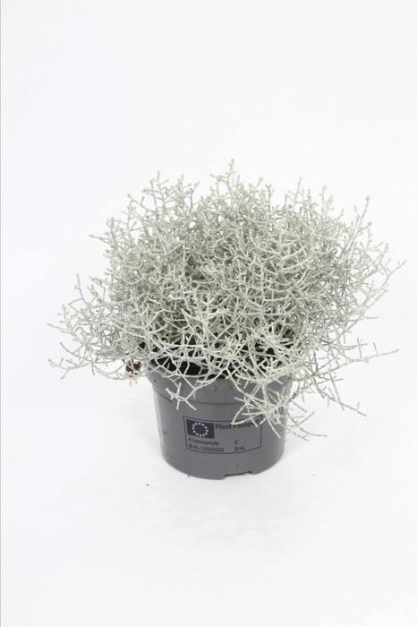<h4>LEUCOPH BROWNII</h4>