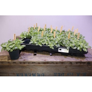 arr8 Fitt Verschaffeltii