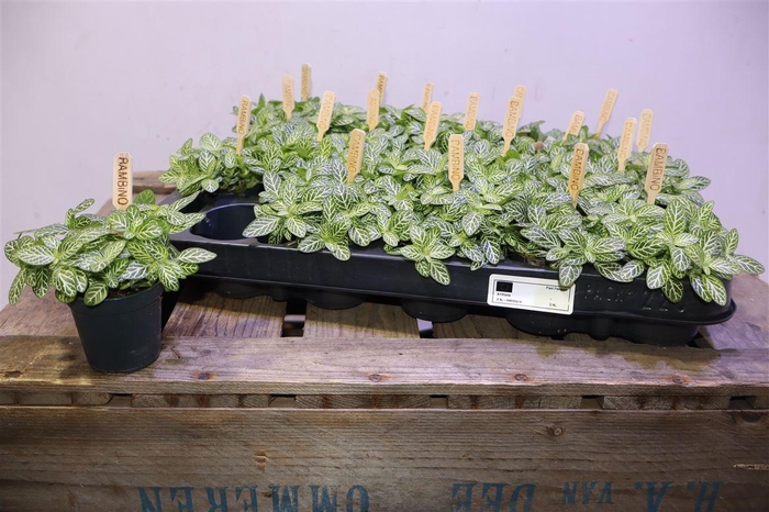 <h4>arr8 Fitt Verschaffeltii</h4>