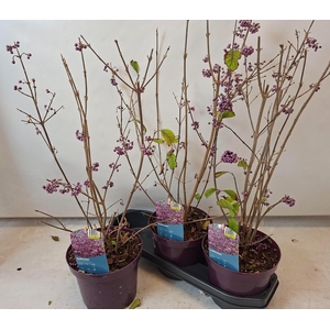 Callic Bo Profusion