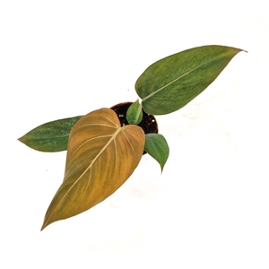 Philodendron Summer Glory