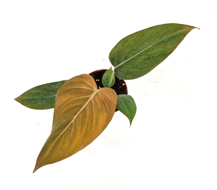 <h4>Philodendron Summer Glory</h4>