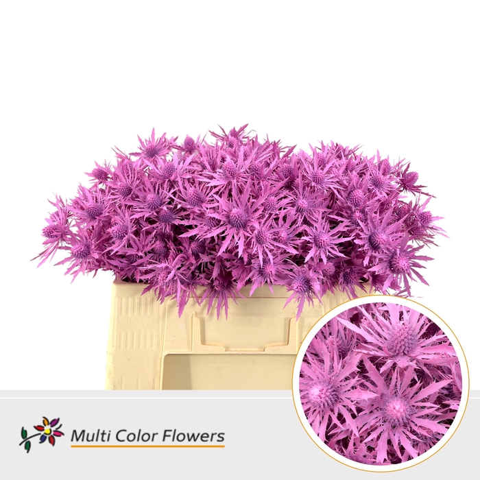 <h4>Eryngium Roze Nieuw</h4>