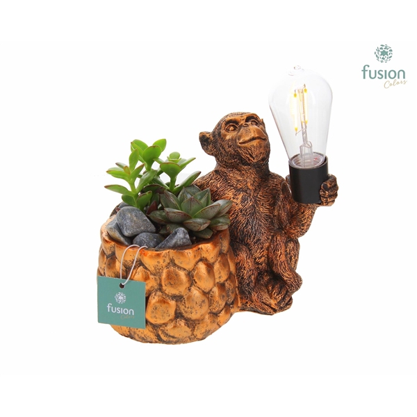 <h4>Dieren Aap polystone met verlichting met Succulenten</h4>