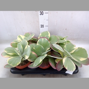 Kalanchoe NF thyrsiflora 'Red Lips'