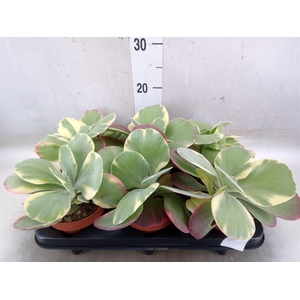 Kalanchoe NF thyrsiflora 'Red Lips'