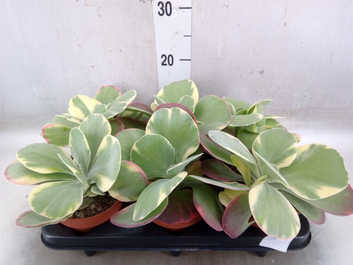 <h4>Kalanchoe NF thyrsiflora 'Red Lips'</h4>