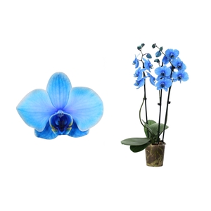 Phal I Am Blue 3T18+