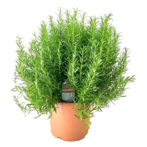 Rosmarinus officinalis