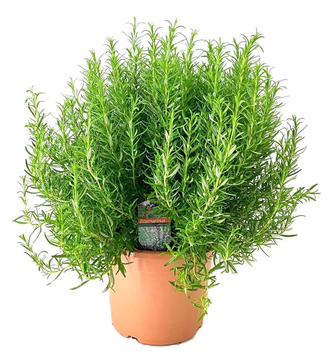<h4>Rosmarinus officinalis</h4>
