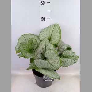 Brunnera macrophylla   ...