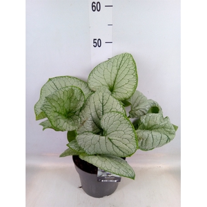 Brunnera macrophylla   ...