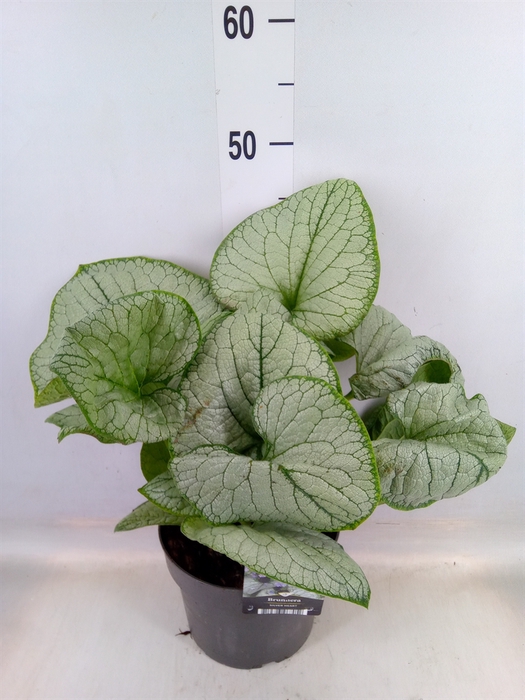 <h4>Brunnera macrophylla   ...</h4>