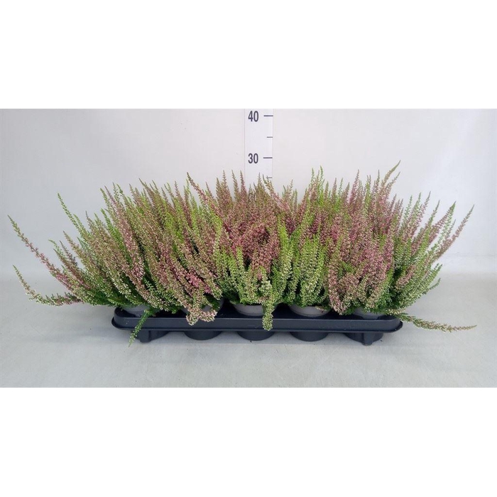 <h4>Calluna vulg. 'Beauty L'  ..mix 2/p</h4>