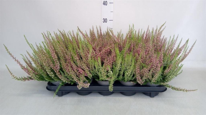 Calluna vulg. 'Beauty L'  ..mix 2/p