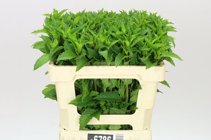 <h4>Mentha Leaf</h4>