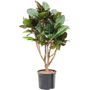 Croton (Codiaeum) variegatum 'Petra'