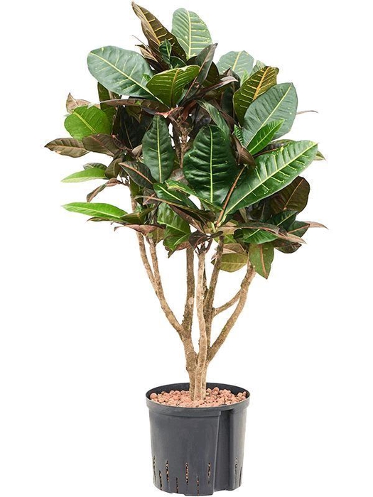 <h4>Croton (Codiaeum) variegatum 'Petra'</h4>