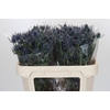 Eryngium Blue Dynamite