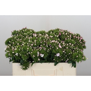 Dianthus Br Amazon Rose Magic