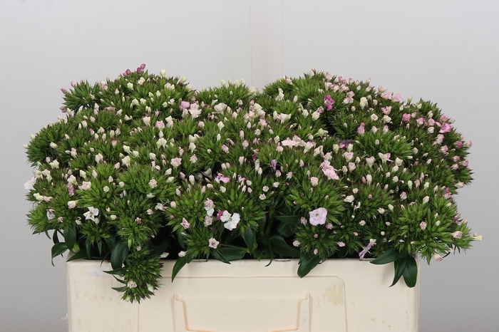 <h4>Dianthus Br Amazon Rose Magic</h4>