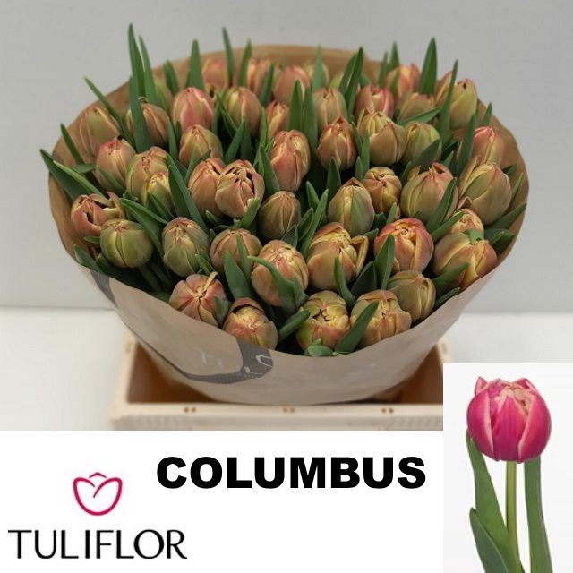 <h4>Tu dub Columbus</h4>