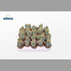 PILOSOCER PACHYCLADU