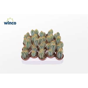 PILOSOCER PACHYCLADU