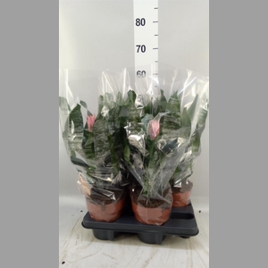 Aechmea   ...