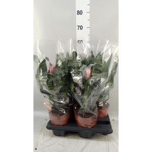 Aechmea   ...
