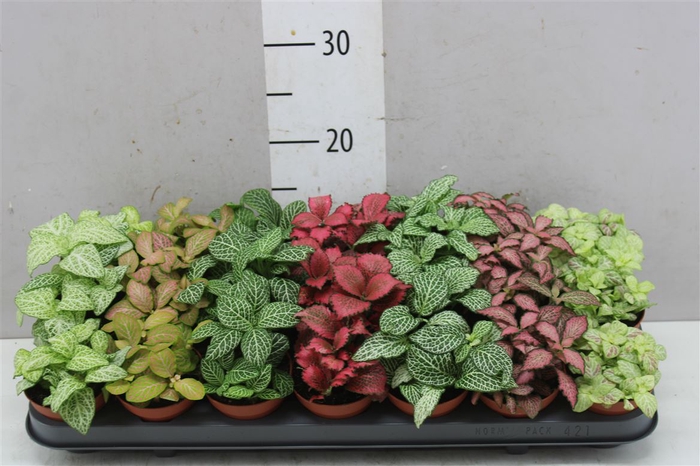 <h4>Fittonia Gemengd</h4>