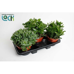 Crassula mix