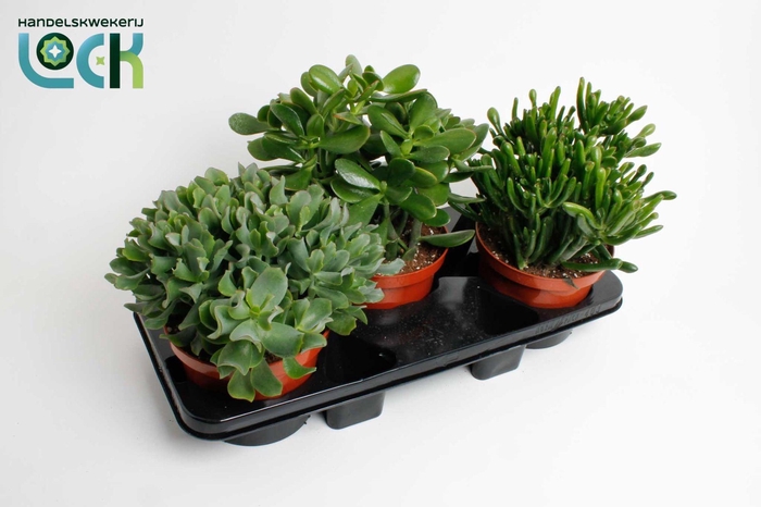 <h4>Crassula mix</h4>