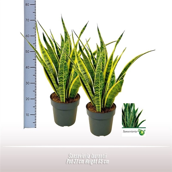 <h4>Sansevieria Laurentii</h4>