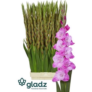 GLAD GR ROSETTE ROZE