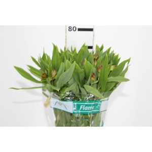 ALSTROEMERIA FLAME 080 CM